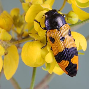 Castiarina propinqua, PL3045A, male, on Senna artemisioides ssp. petiolaris, MU, 13.8 × 4.7 mm